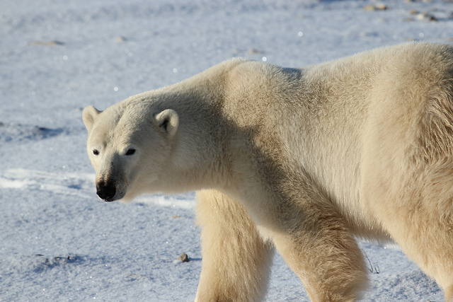 Polar_Bear_-_Alaska by rubyblossom. 